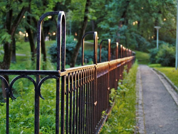 What Are the Best Techniques for Creating a Living Fence for Privacy?